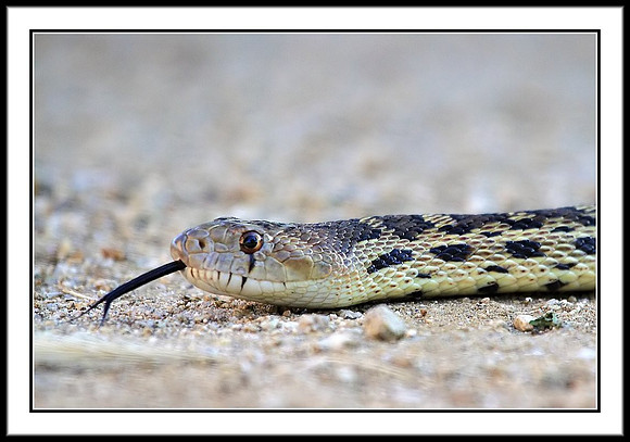 Snake