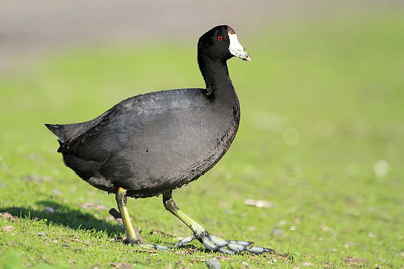 Coot