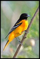 Baltimore Orioles