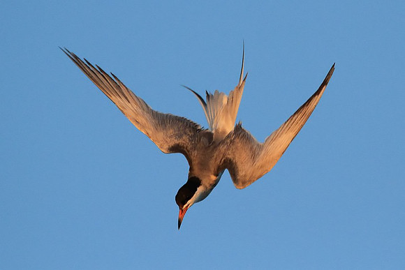 Tern diving for a fish