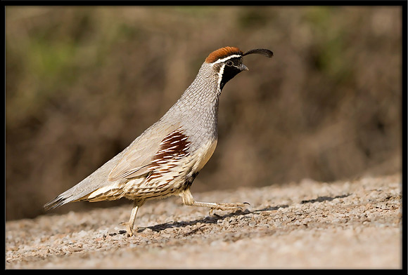 Gambel's Quail