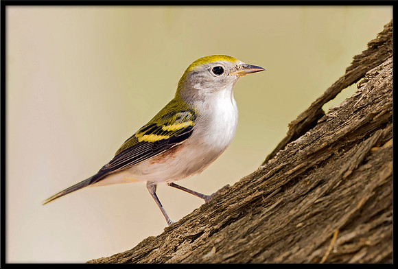 Chestnut-sided Warbler