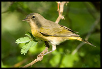 Nashville Warbler