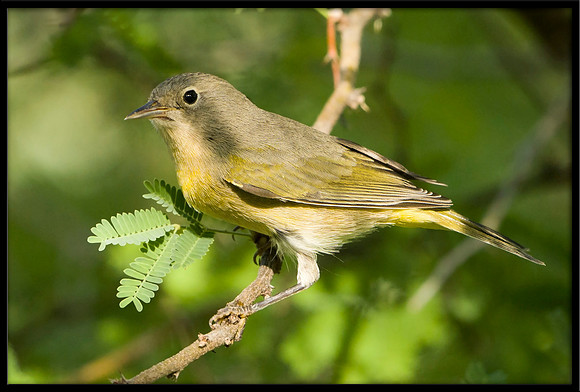 Nashville Warbler