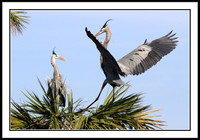 Great Blue Heron returns to nest