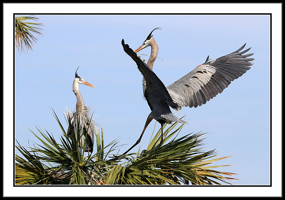 Great Blue Heron returns to nest