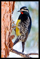 Williamson's Sapsucker