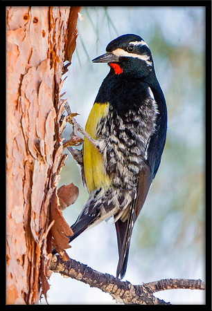 Williamson's Sapsucker