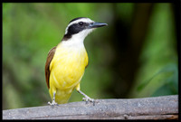 Great Kiskadee