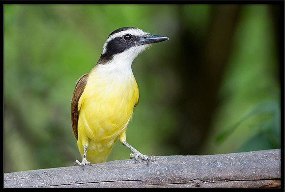 Great Kiskadee