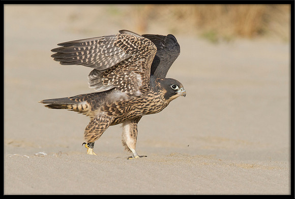 Peregrine Falcon chick