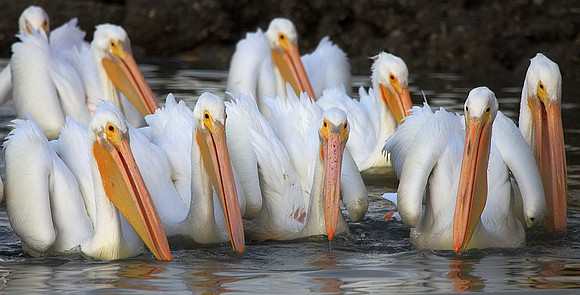 White Pelican squadron