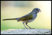 Green-tailed Towhee
