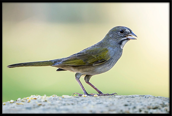Green-tailed Towhee