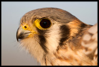 Kestrel