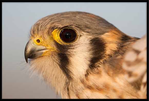 Kestrel