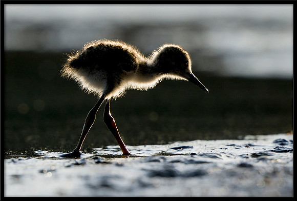 Black-necked Stilt chick