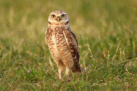 Burrowing Owl