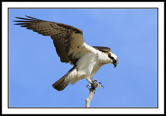 Osprey