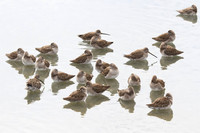 Bind of Dowitchers