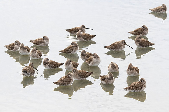 Bind of Dowitchers