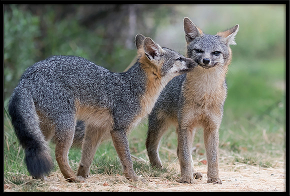 Grey Fox