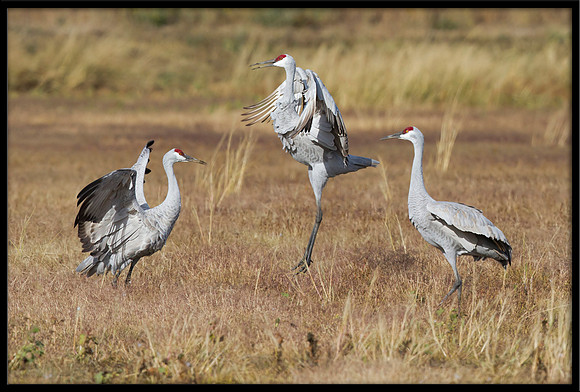 Dancing Sandhill Cranes