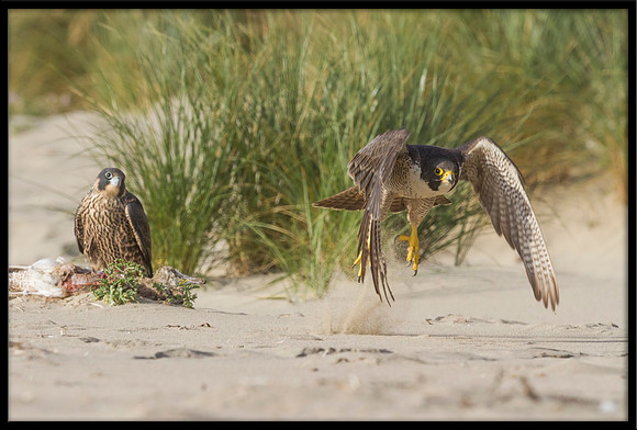 Peregrine Falcon