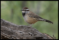 Cactus Wren