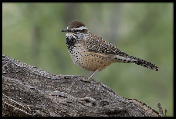 Cactus Wren
