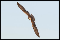 Lanner Falcon