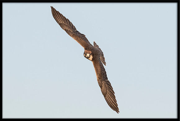 Lanner Falcon