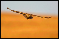 Burrowing Owl