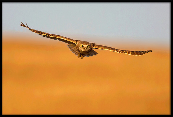 Burrowing Owl