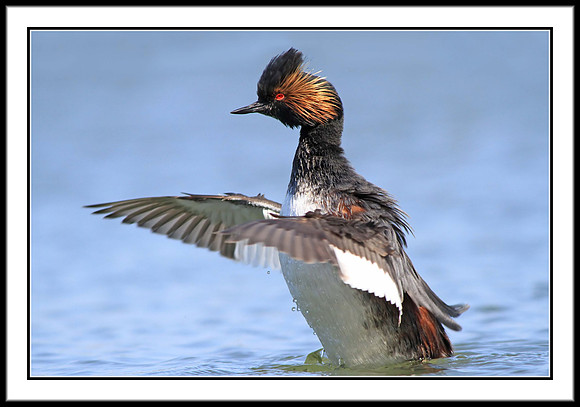 Eared Grebe