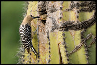 Gila Woodpecker feeding chick
