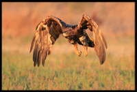 Golden Eagle