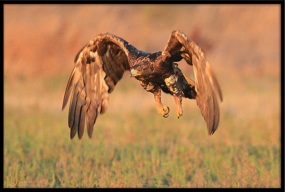 Golden Eagle