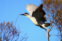 Black-crowned Night Heron leaping off tree
