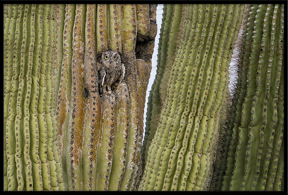 Western Screech Owl