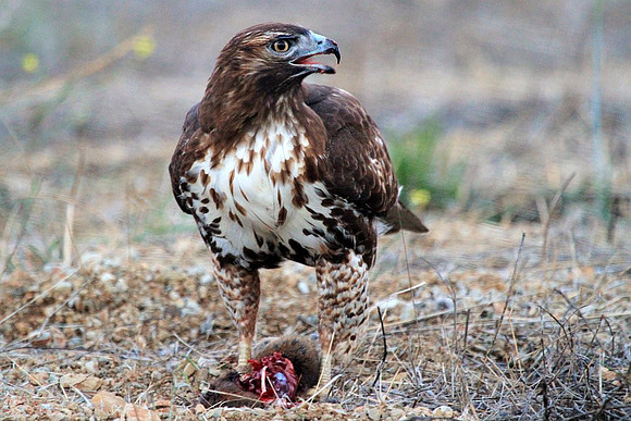 Hawk gets mole (10 of 10)