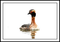 Horned Grebe