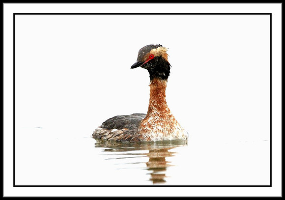 Horned Grebe