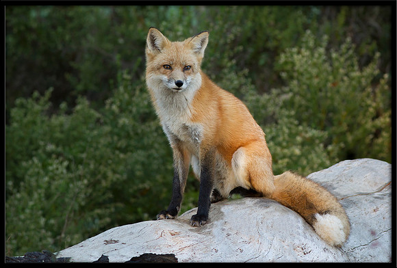 Red Fox