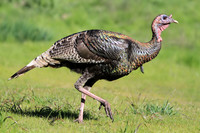 Wild Turkey