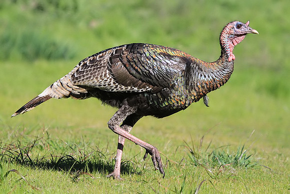 Wild Turkey