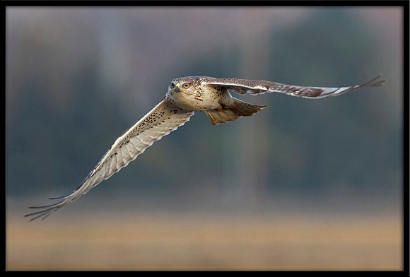 Ferruginous Hawk