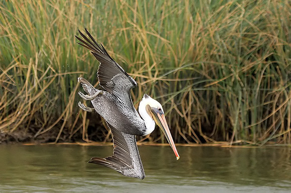 Brown Pelican about to dive