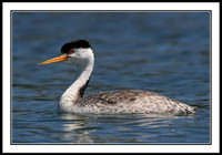 Clark's Grebe