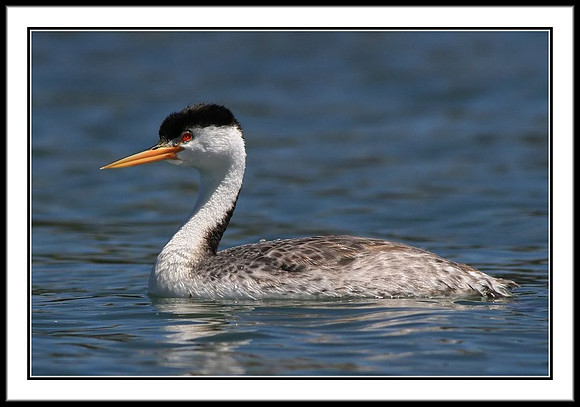 Clark's Grebe
